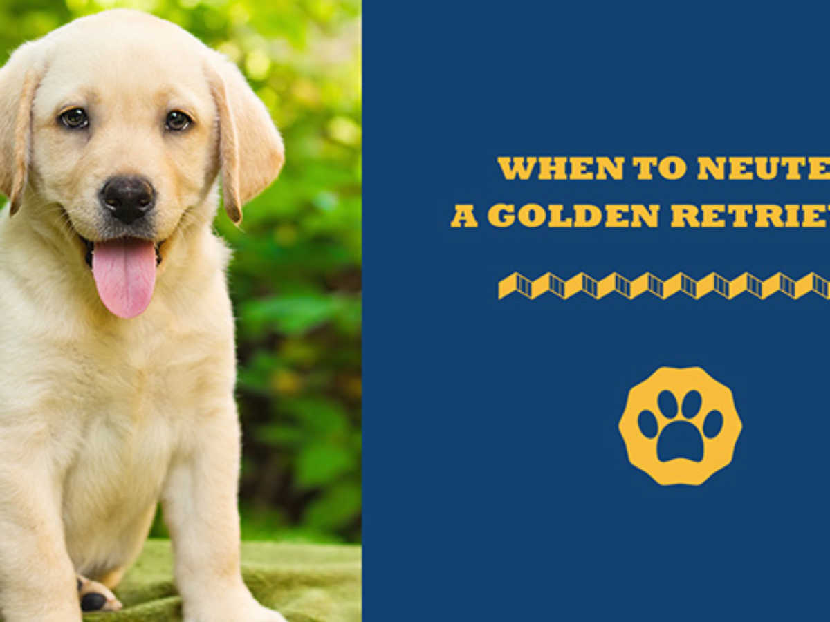 what age should a golden retriever be neutered? 2