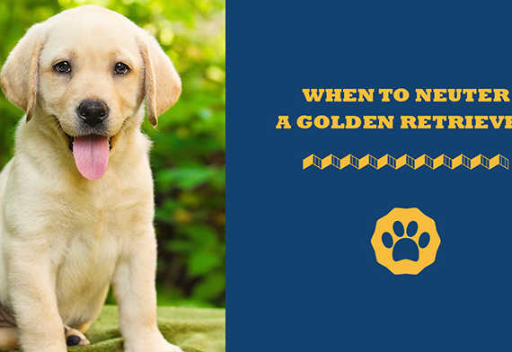When To Neuter A Golden Retriever