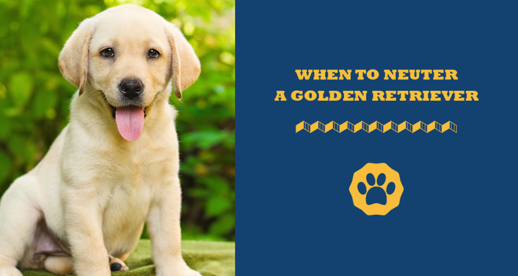 When To Neuter A Golden Retriever