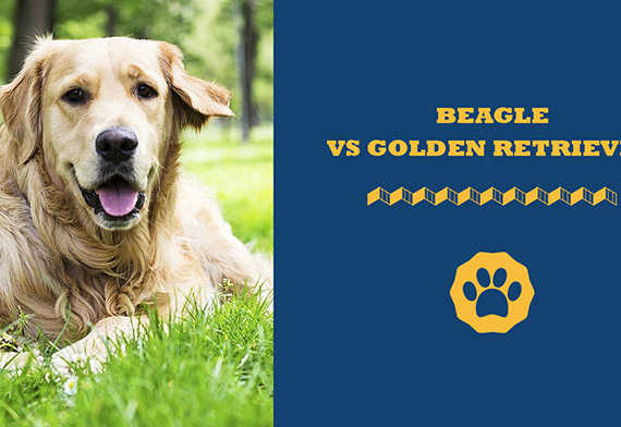beagle vs golden retriever