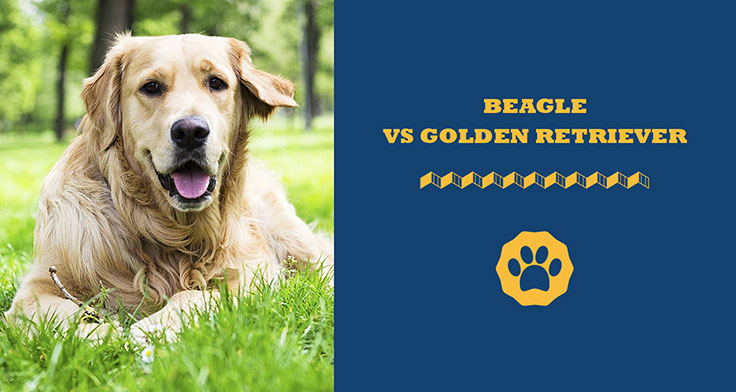 beagle vs golden retriever