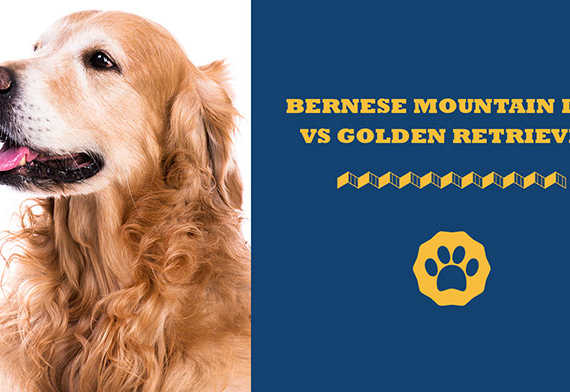 bernese mountain dog vs golden retriever