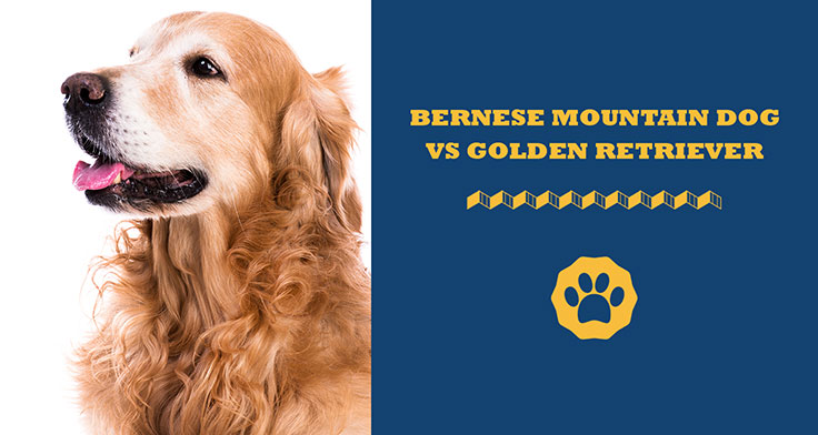 bernese mountain dog vs golden retriever