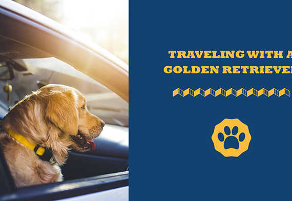 traveling with a golden retriever
