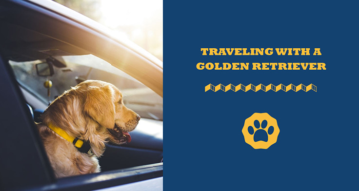 traveling with a golden retriever
