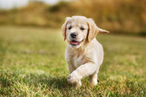 A Warning About Blue Golden Retriever Puppies For Sale!