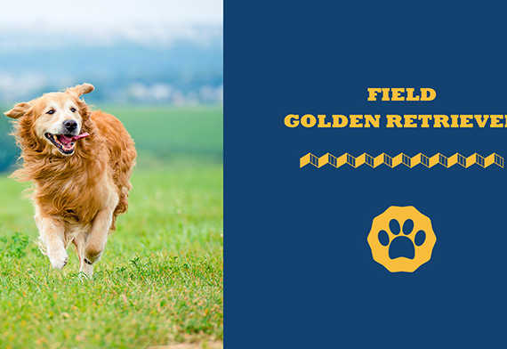 Field golden retriever