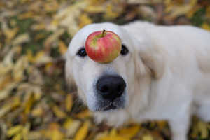 Fruits For Golden Retrievers