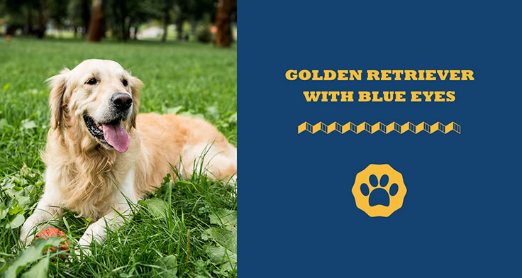 Golden retriever with blue eyes