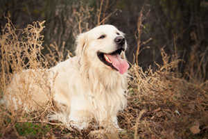 What Causes A Blue Golden Retriever?