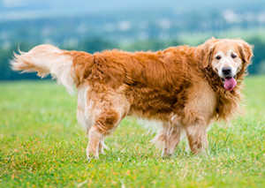 What Is A Field Line Golden Retriever?