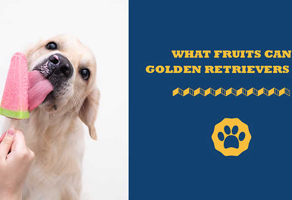 what fruits can golden retrievers eat