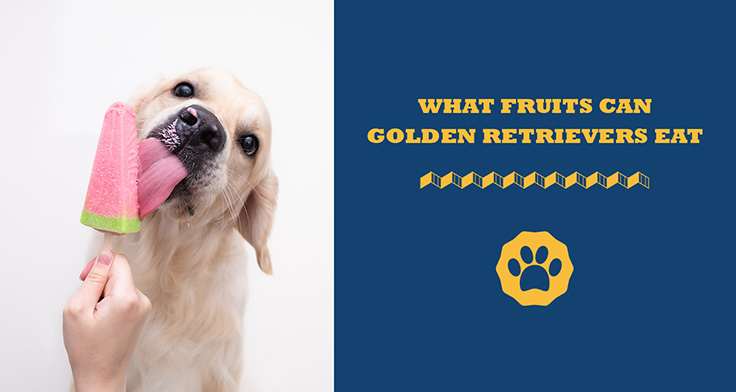 what fruits can golden retrievers eat