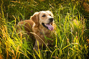 3 Great Golden Retriever Rescues In California