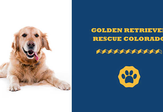 Golden Retriever Rescue Colorado