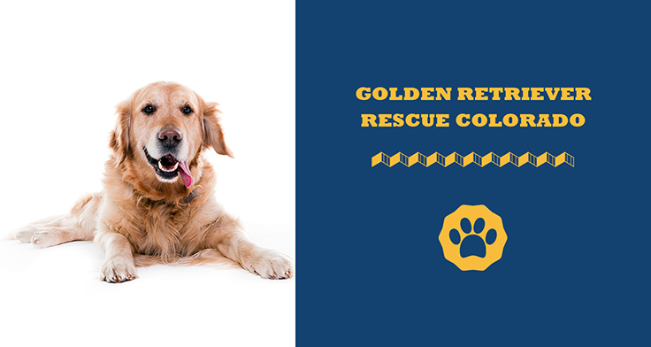 Golden Retriever Rescue Colorado