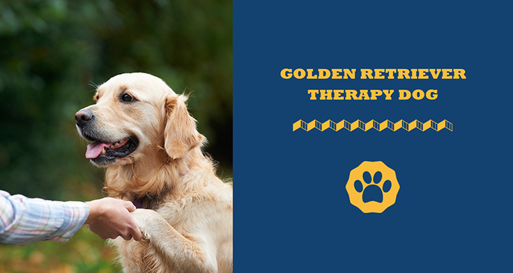 Golden retriever therapy dog