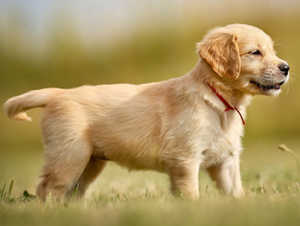 How Much Does A Golden Retriever Cost?