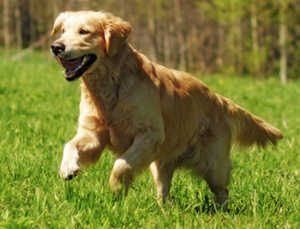 NorCal Golden Retriever Rescue (NGRR)