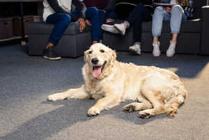 Where To Adopt A Golden Retriever In Colorado - Best Rescues