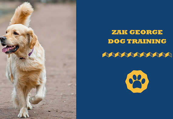 Zak George Dog Training