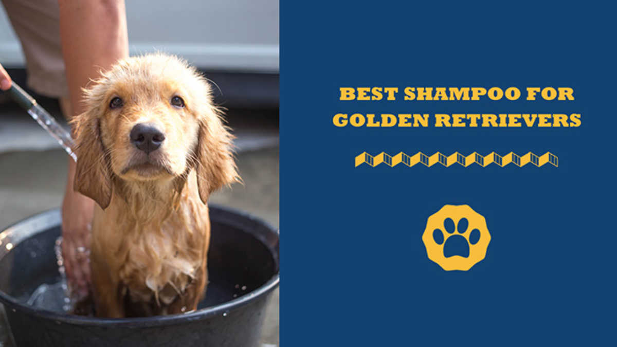 Galaxy køretøj Brøl Best Dog Shampoos For Golden Retriever Puppies And Adults