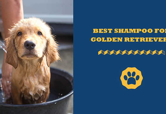 best shampoo for golden retrievers