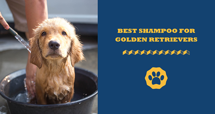 best shampoo for golden retrievers