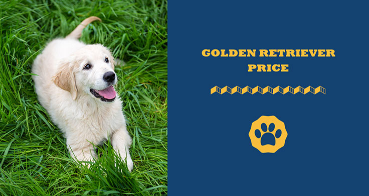 golden retriever price