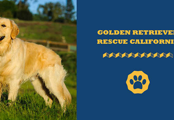 golden retriever rescue California
