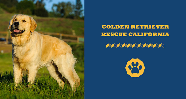 golden retriever rescue California