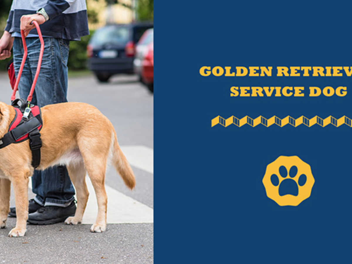 How To Train Golden Retrievers As Service Dogs