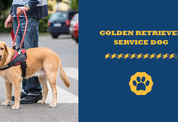golden retriever service dog
