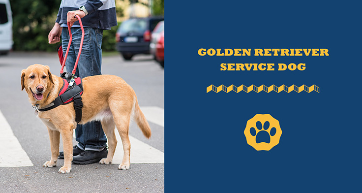 golden retriever service dog