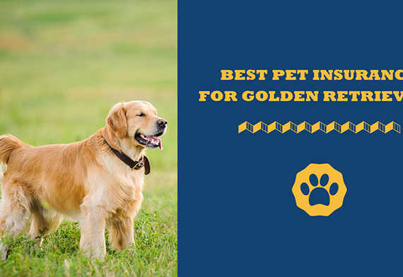 Best Pet Insurance For Golden Retrievers