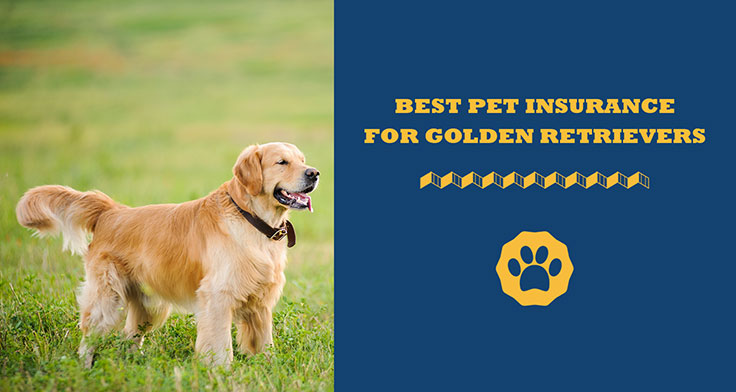 Best Pet Insurance For Golden Retrievers