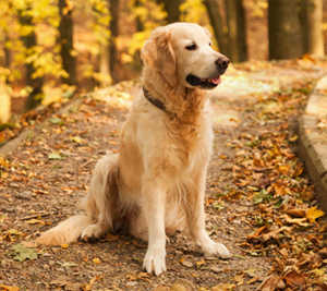 Factors That Control Hair Length In Golden Retrievers