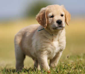 What Is A Short-Haired Golden Retriever?
