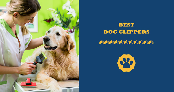 best dog clippers