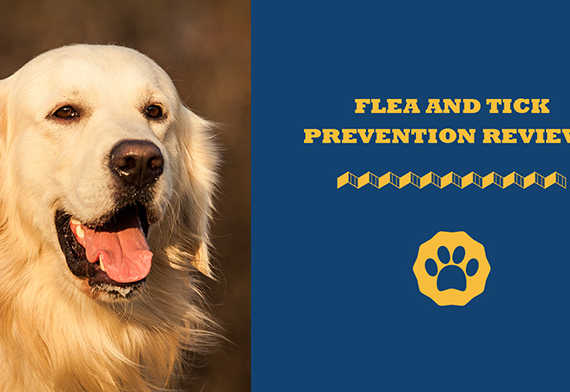 flea and tick prevention reviews