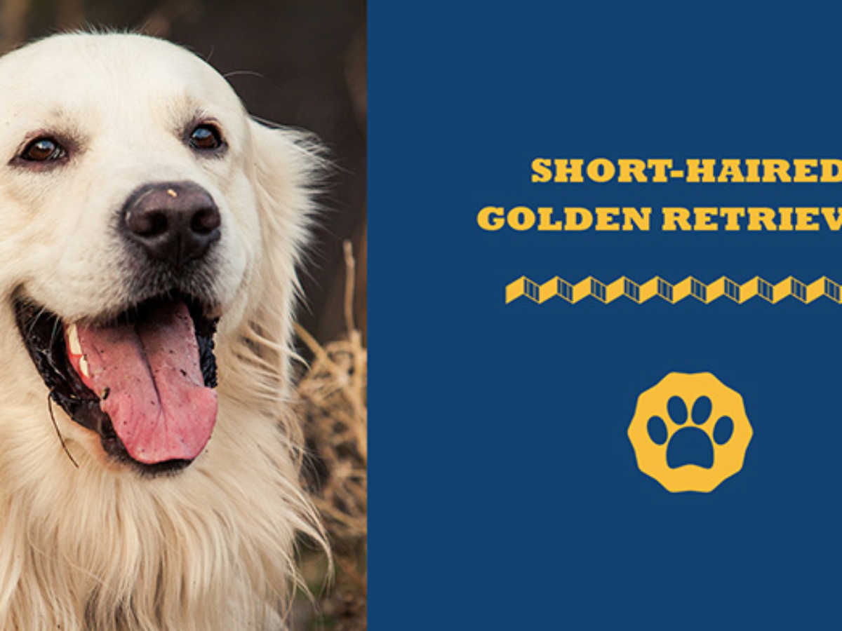 The Latest (& Facts) About Short-Haired Golden Retriever