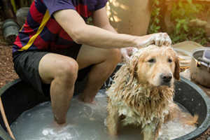 Can I Keep A Golden Retriever If I Suffer From Dog Allergies?