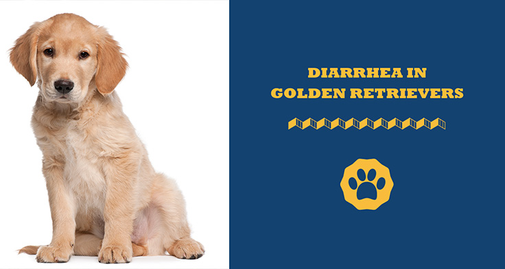 Diarrhea In Golden Retrievers