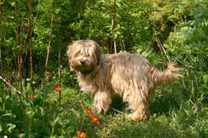 Do Goldendoodles Shed?