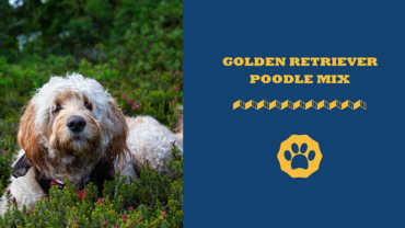 Golden Retriever Poodle Mix