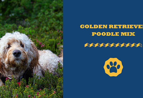 Golden Retriever Poodle Mix
