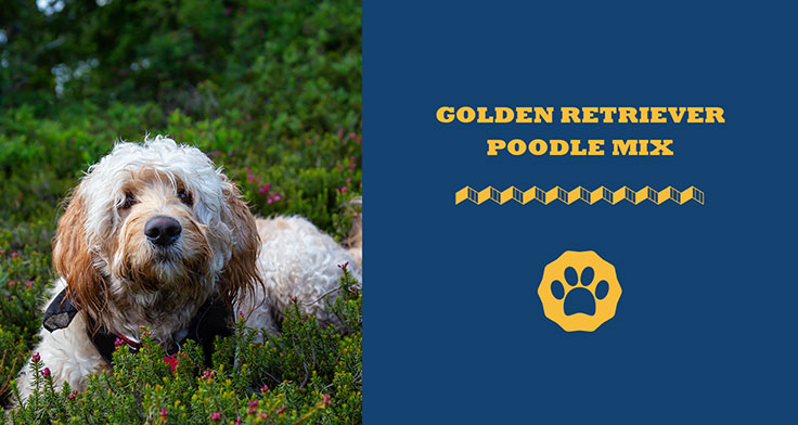 Golden Retriever Poodle Mix Facts & Information
