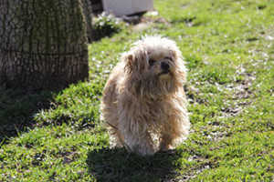 History Of The Goldendoodle