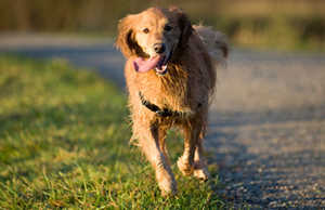 How The K9 Institute Golden Retriever Training Works