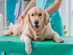 How To Treat Diarrhea In Golden Retrievers